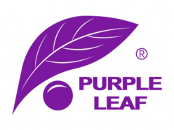 PURPLE LEAF